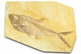 Detailed Fossil Fish (Diplomystus) - Wyoming #379411-1